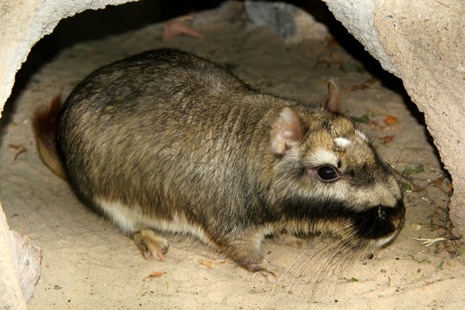 plains viscacha (Lagostomus maximus)