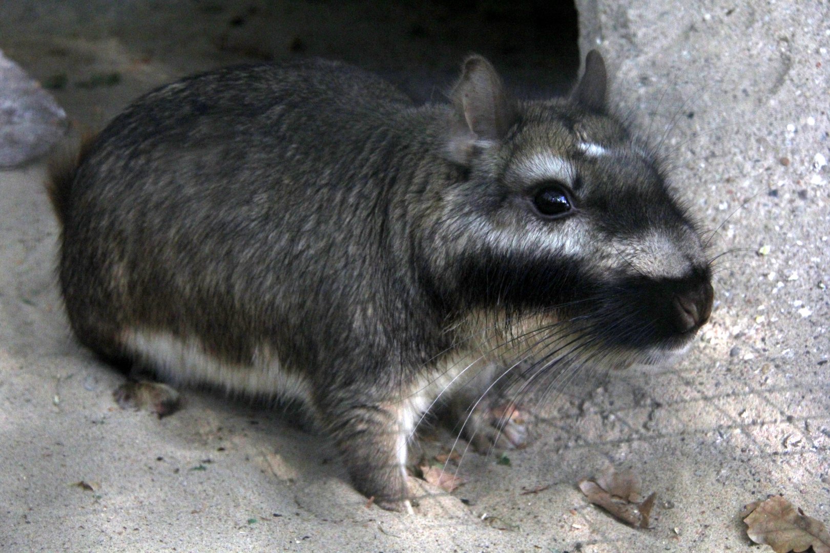 plains viscacha (Lagostomus maximus)