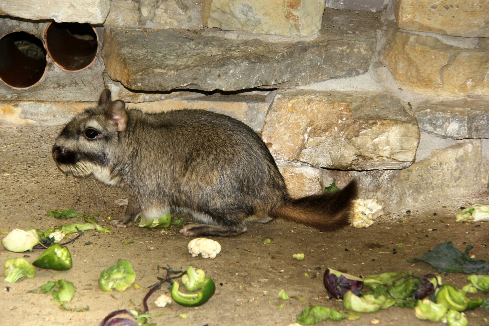 plains viscacha (Lagostomus maximus)