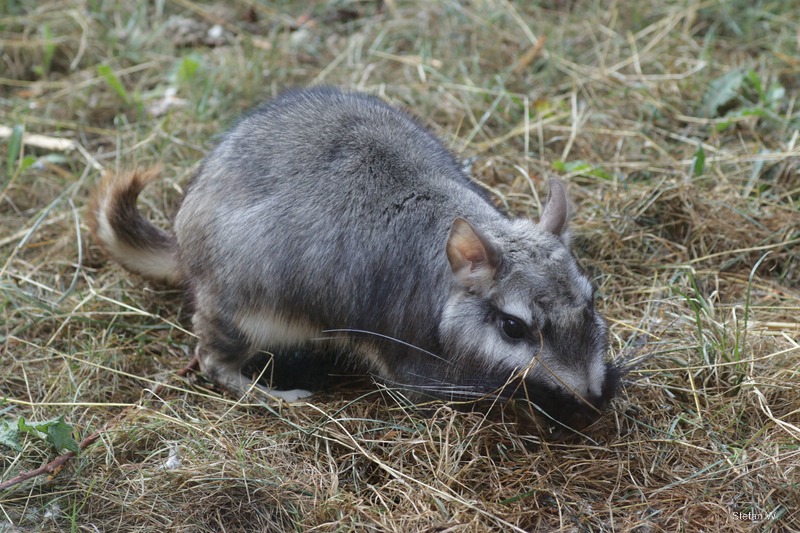 Plains viscacha (Lagostomus maximus)