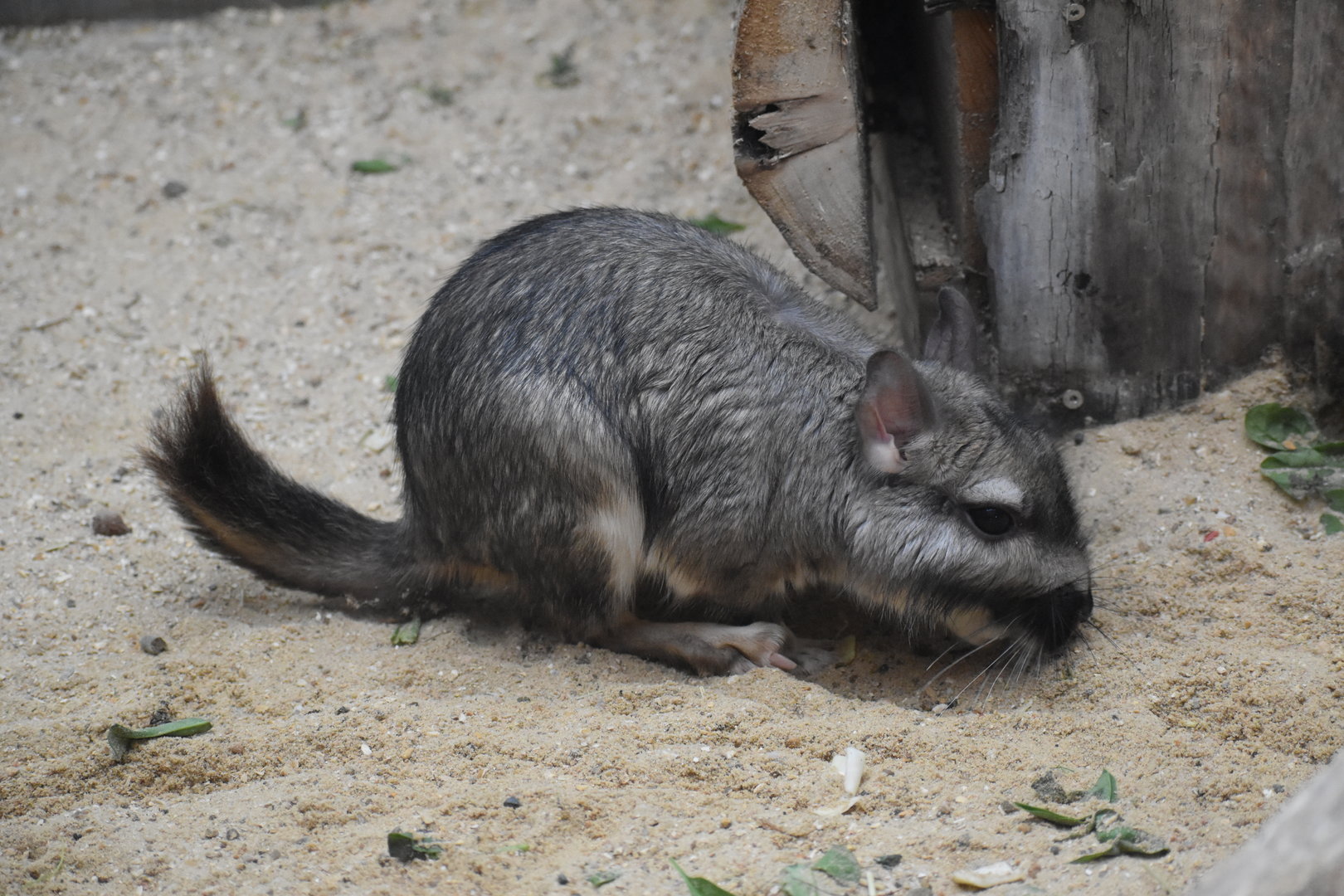 Plains Viscacha - Lagostomus maximus