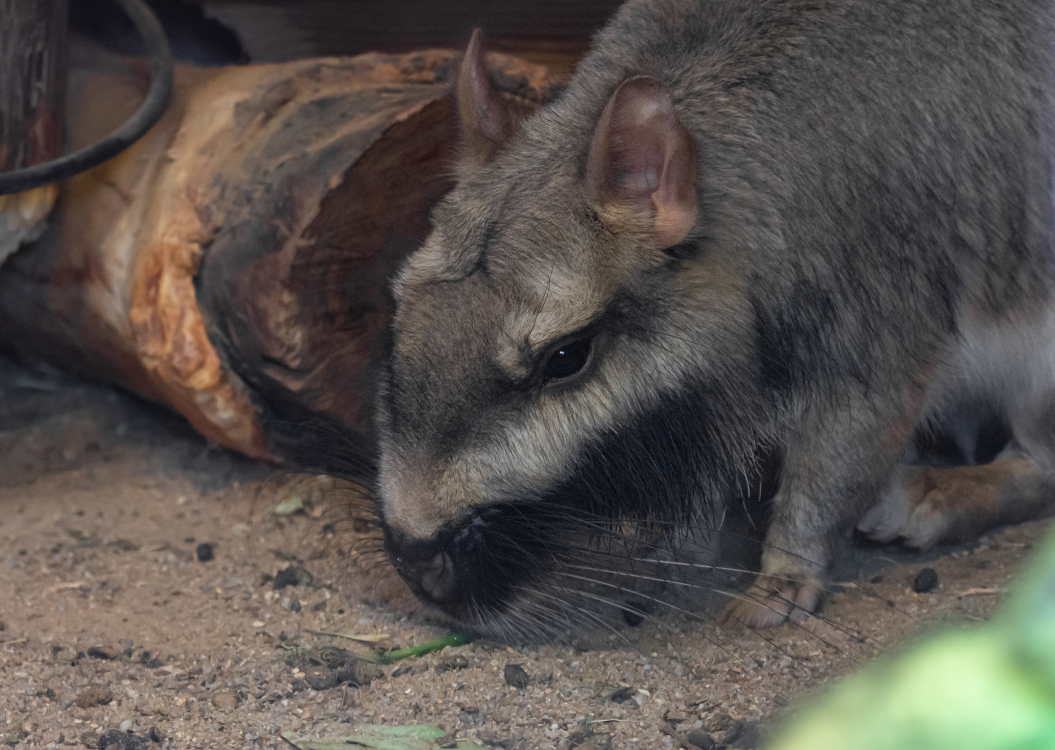 Plains viscacha (Lagostomus maximus)