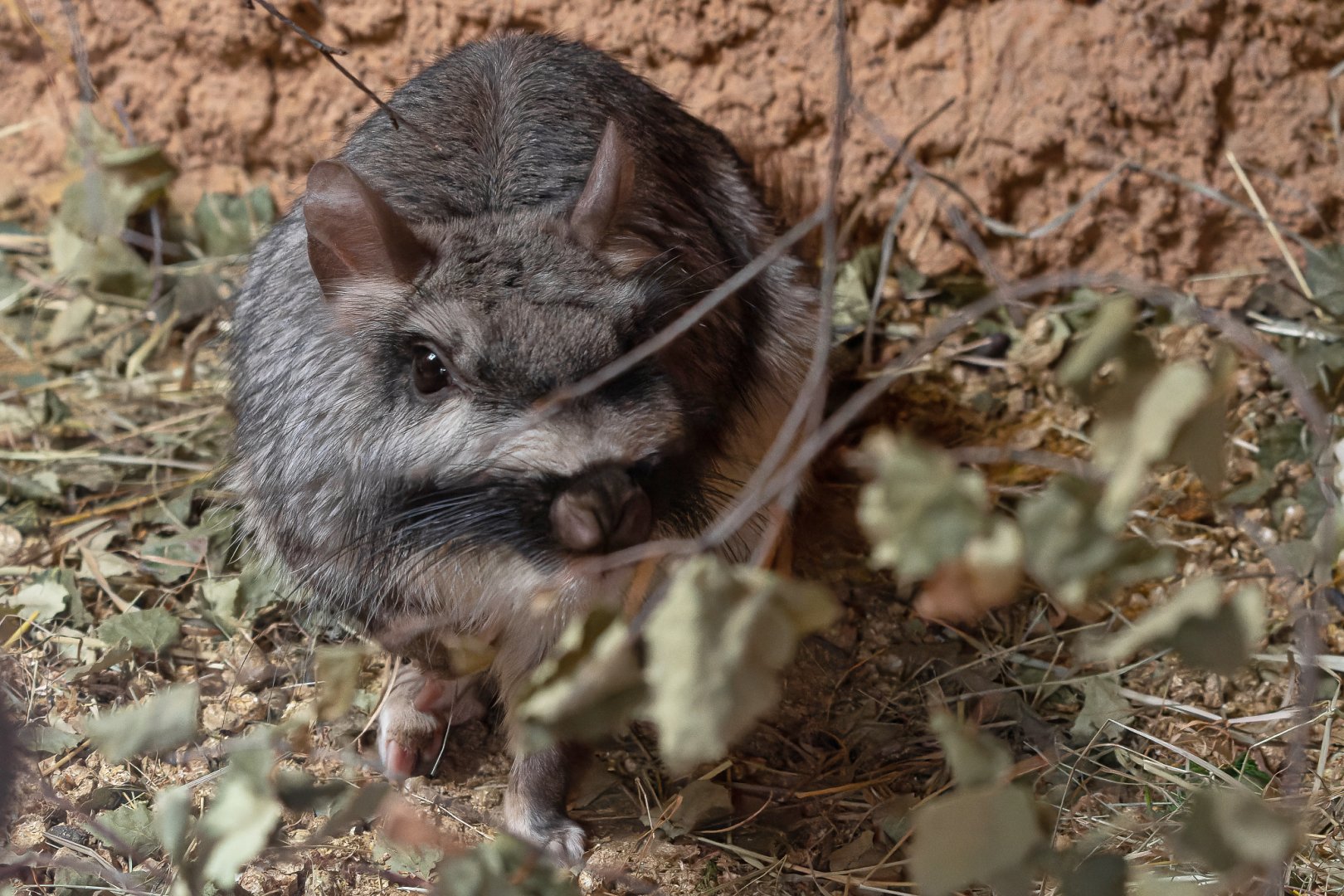 Plains viscacha (Lagostomus maximus)