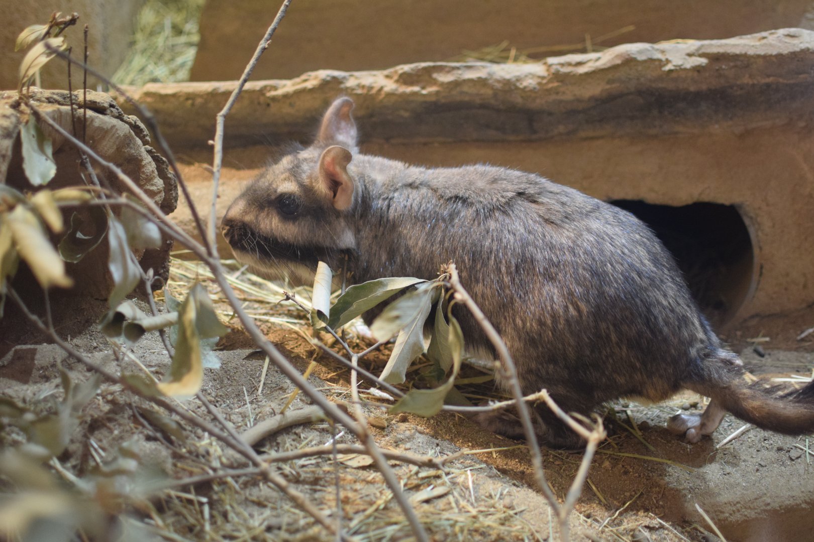 Plains viscacha - Saitama Children's Zoo