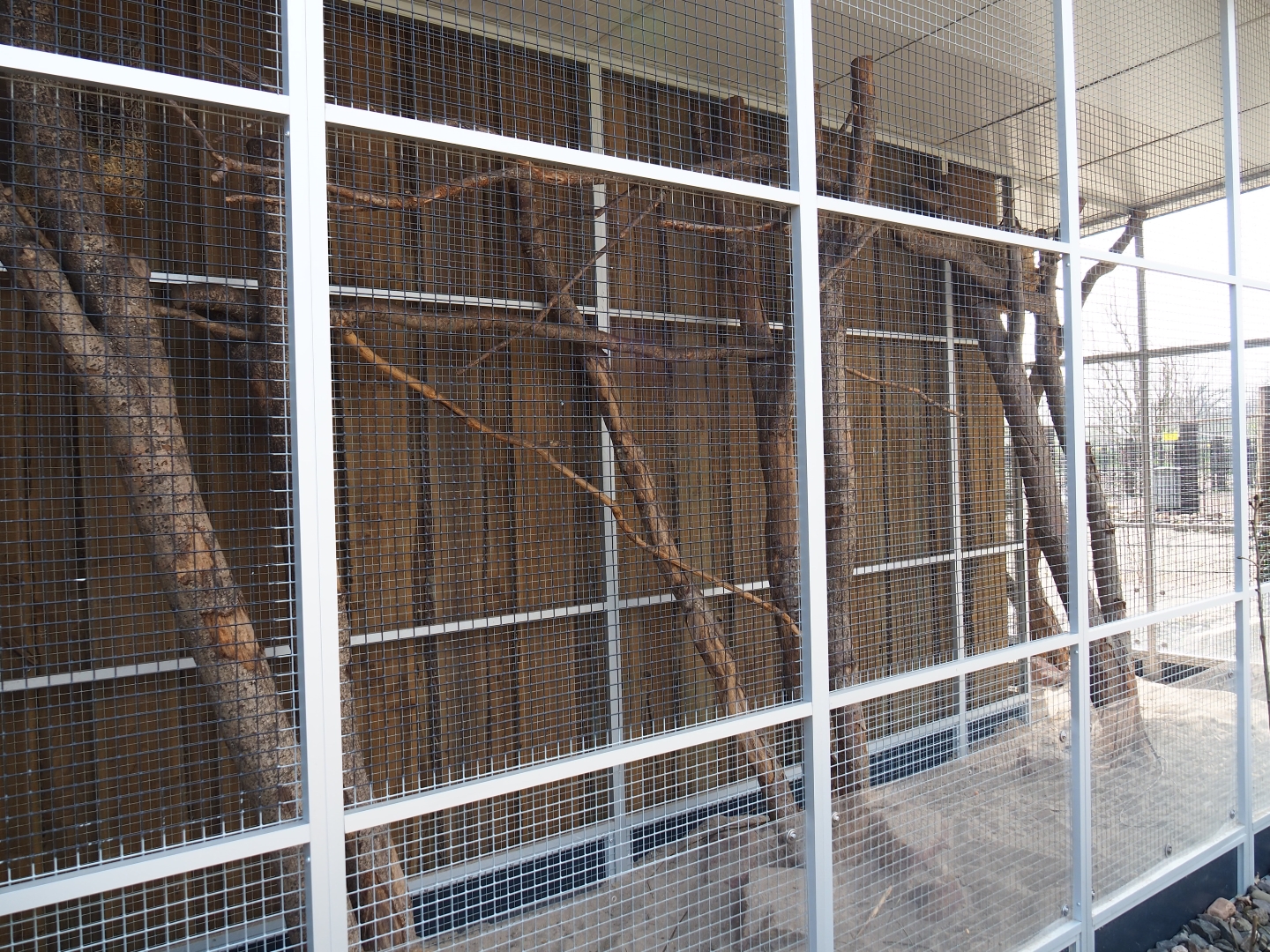 Plains viscacha - Yucatan squirrel exhibit, 2019-04-06