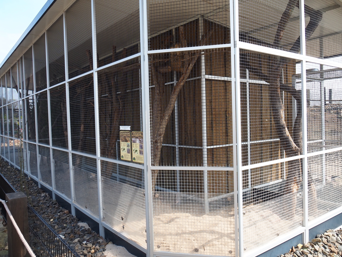 Plains viscacha - Yucatan squirrel exhibit, 2019-04-06