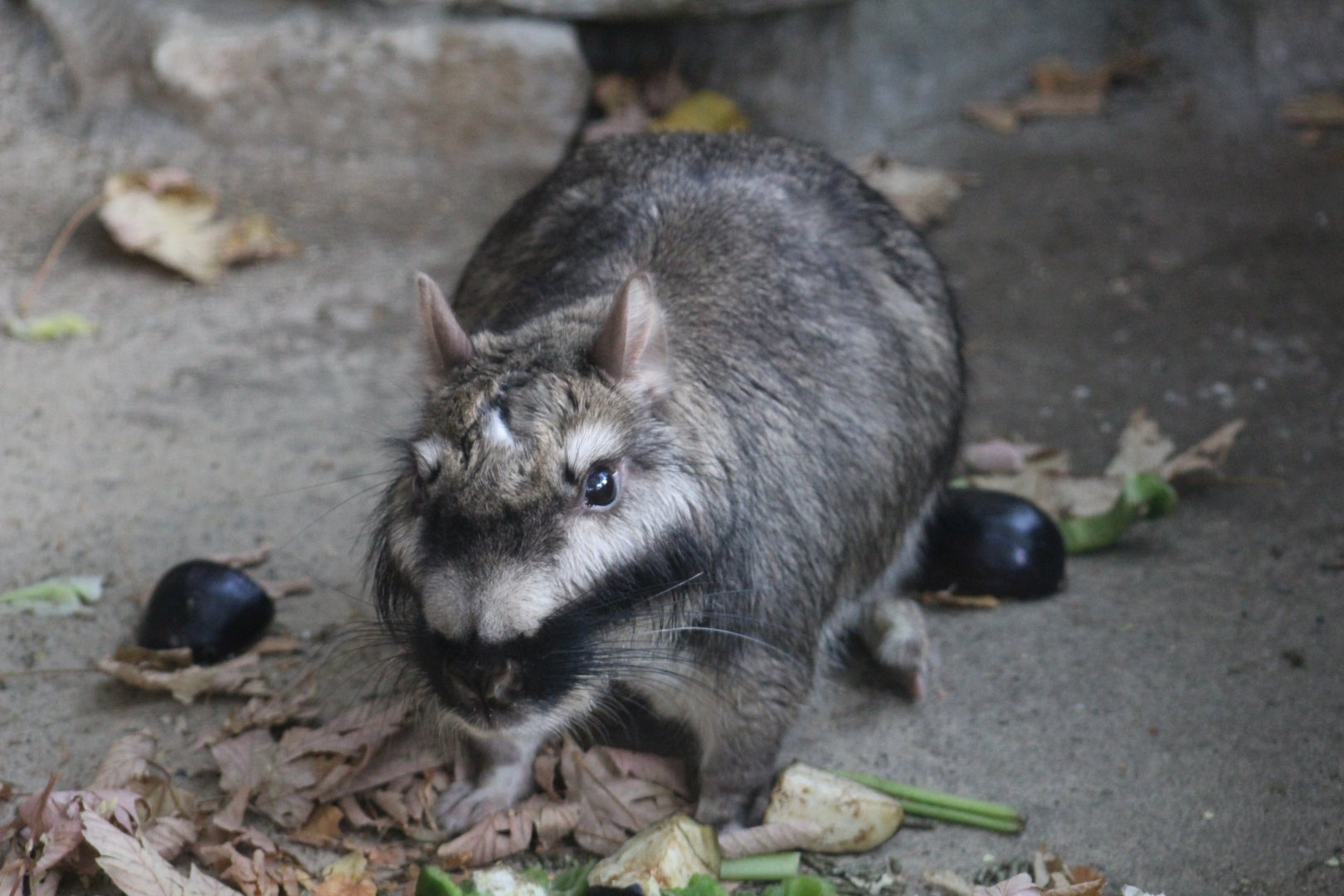Plains Viscacha
