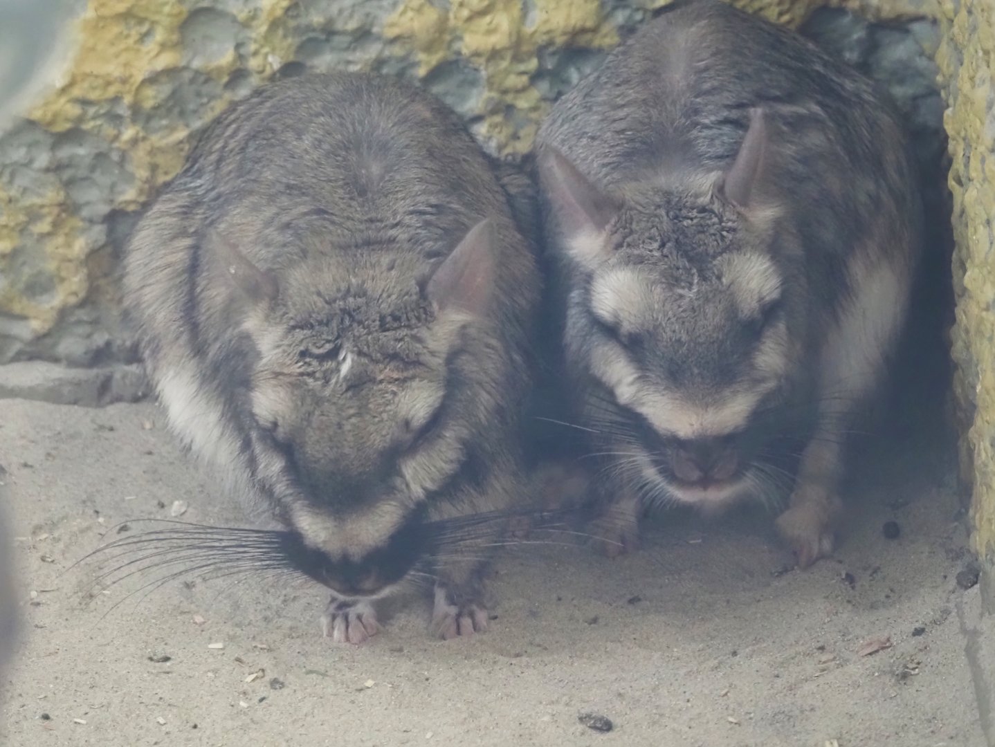 Plains viscachas (Lagostomus maximus), 2025-04-12