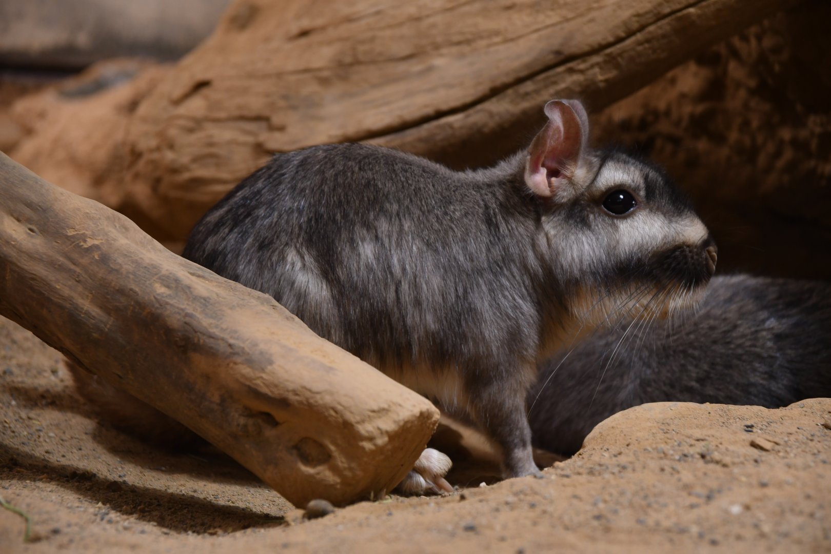 Plains vizcacha (Lagostomus maximus)