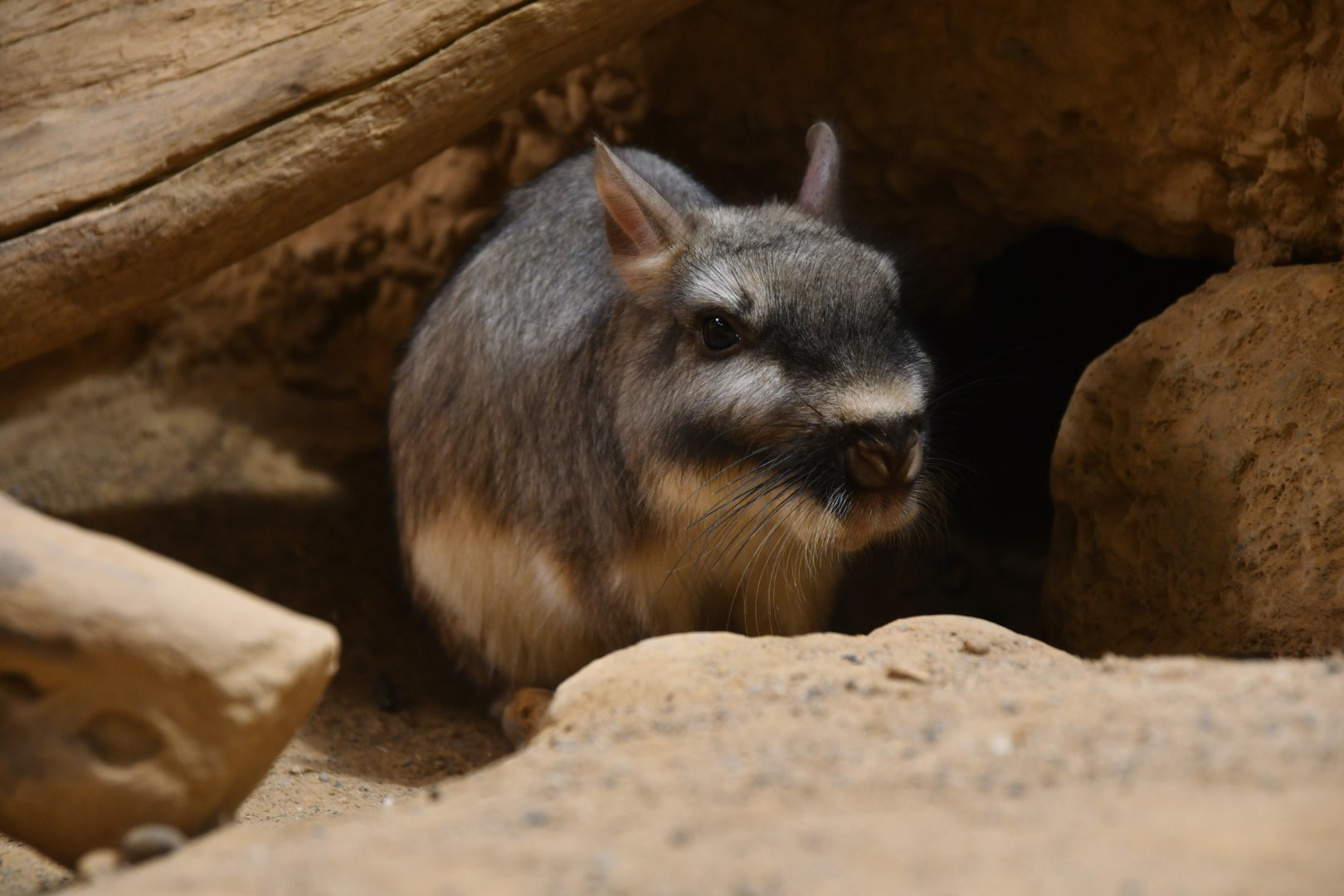 Plains vizcacha (Lagostomus maximus)