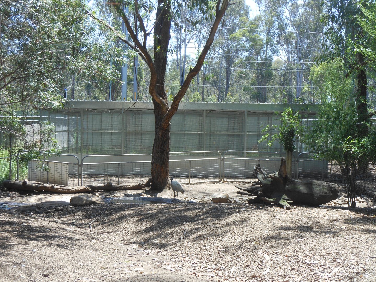 Plains-wanderer enclosure