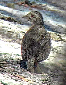 Plains-wanderer.   NSW
