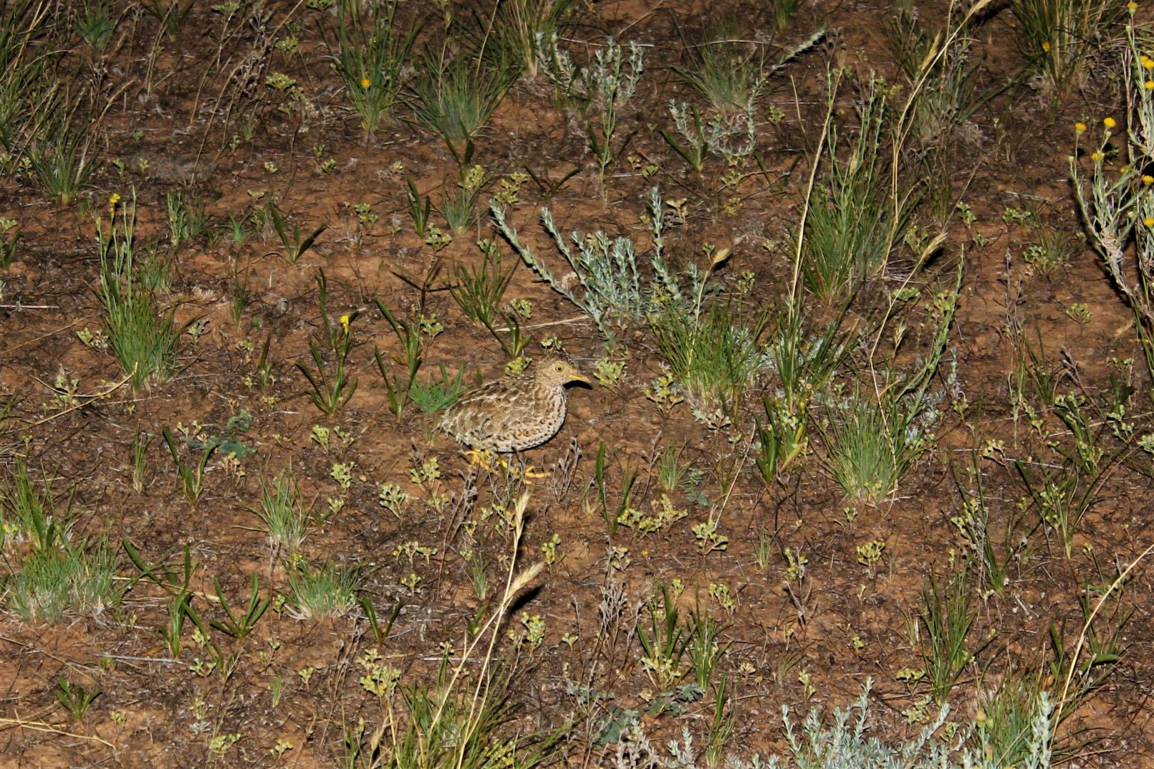 Plains-wanderer (Pedionomus torquatus)