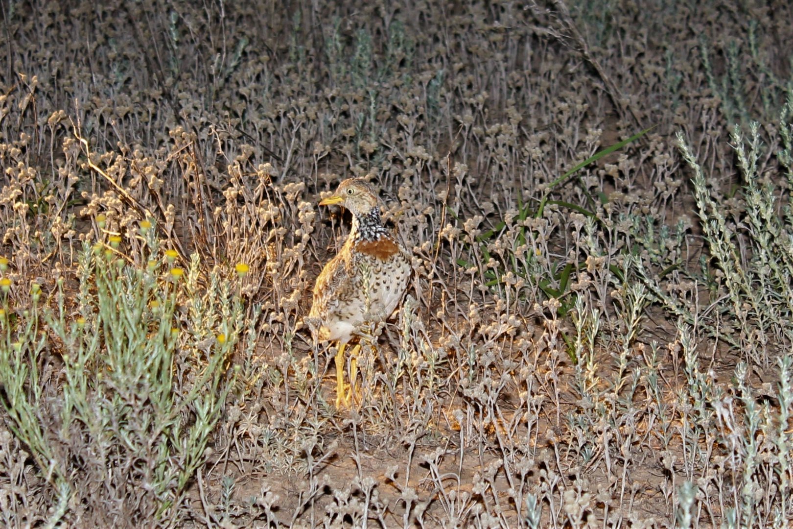 Plains-wanderer (Pedionomus torquatus)