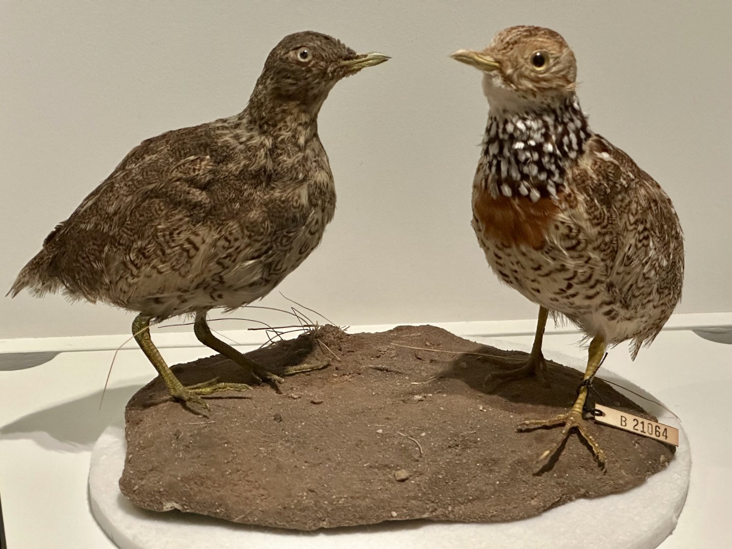 Plains-wanderer (Pedionomus torquatus)