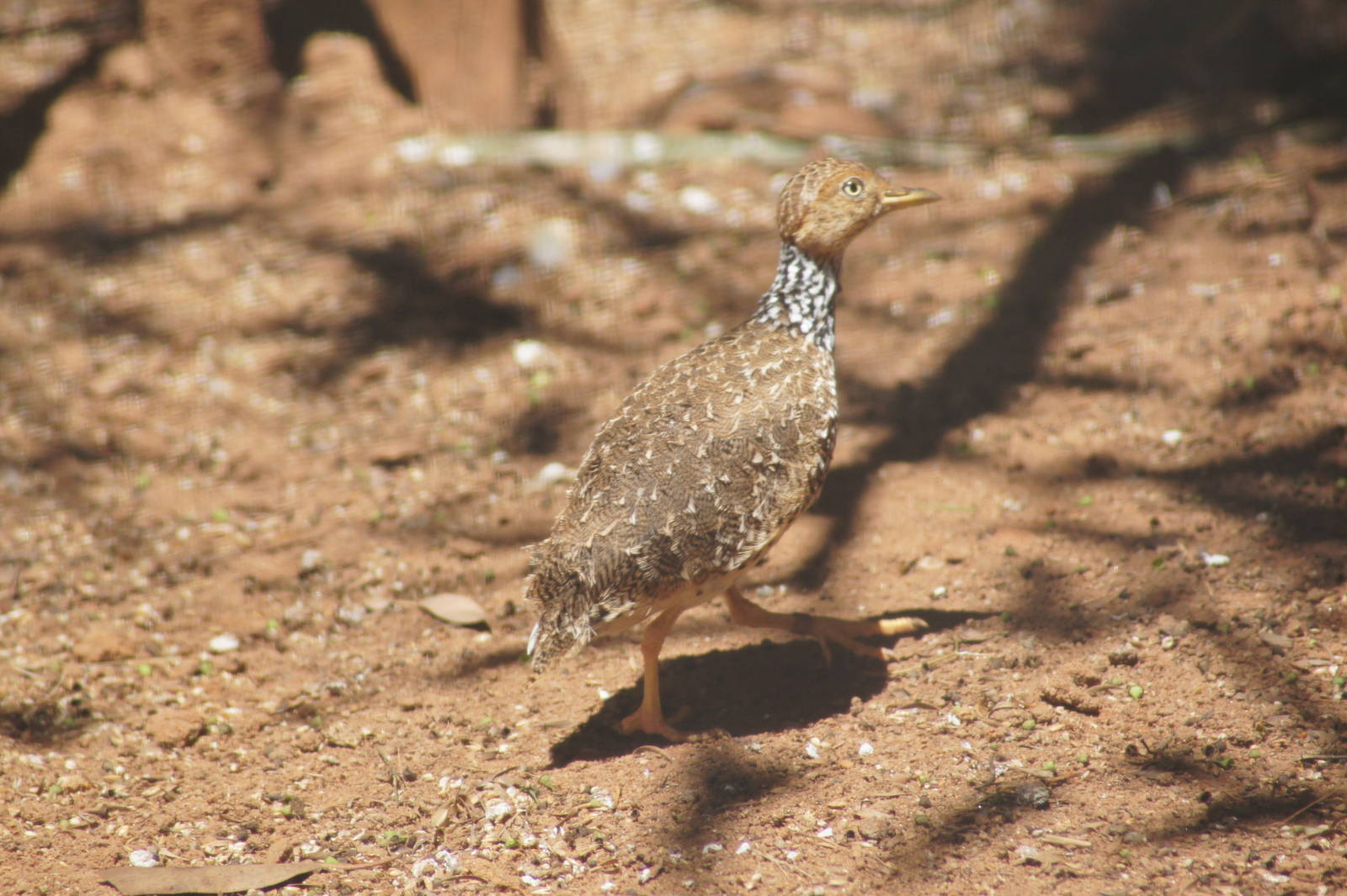Plains wanderer