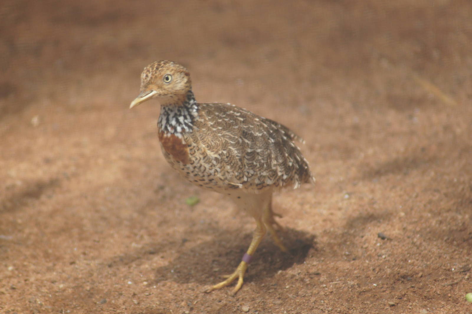 Plains wanderer