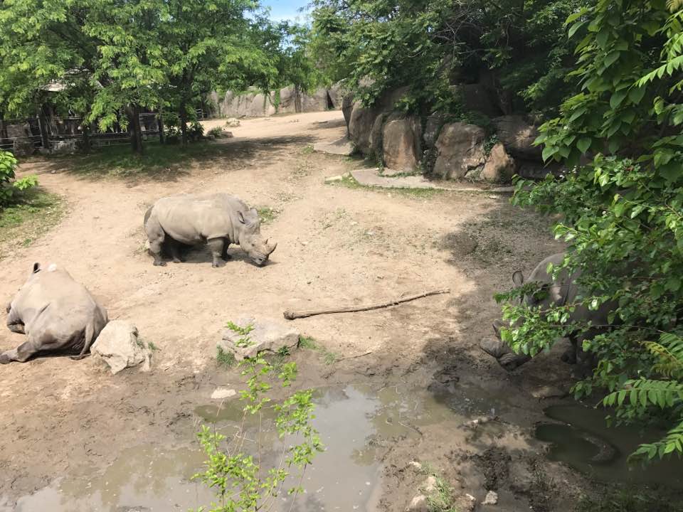 Plains- White Rhinoceros