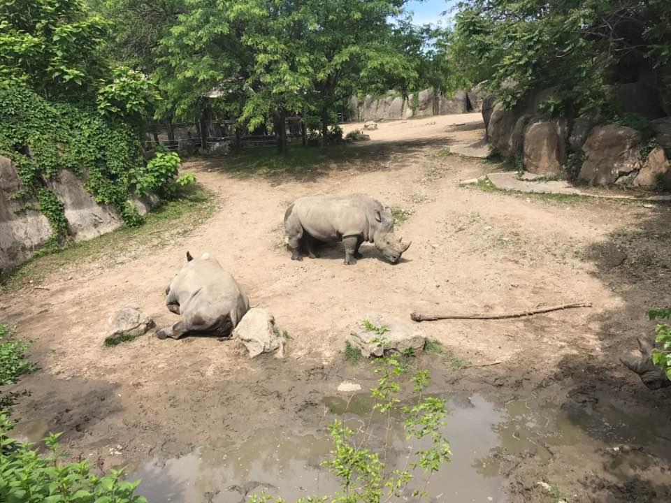 Plains- White Rhinoceros