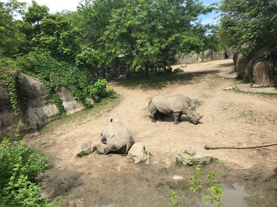 Plains- White Rhinoceros