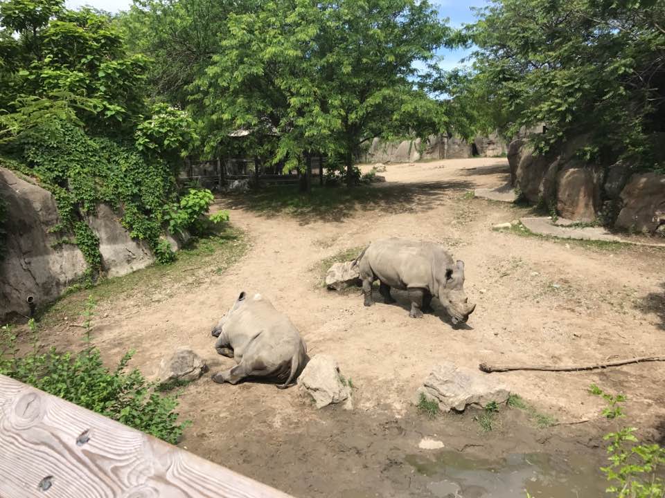 Plains- White Rhinoceros