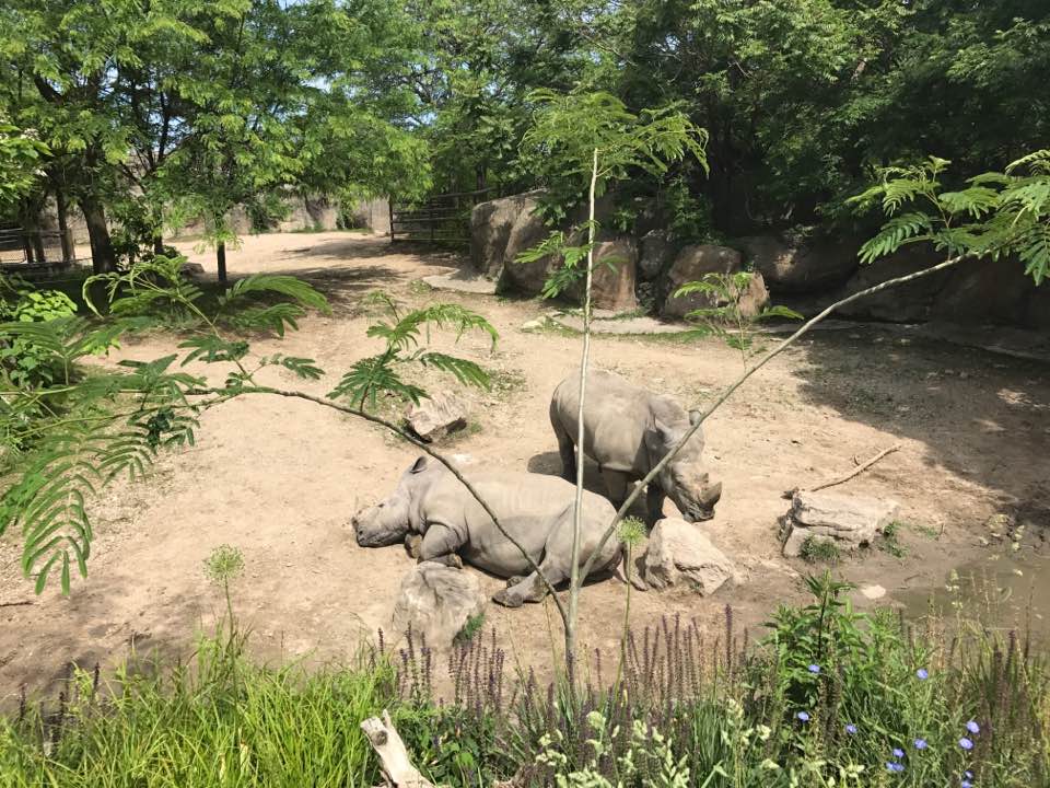 Plains- White Rhinoceros