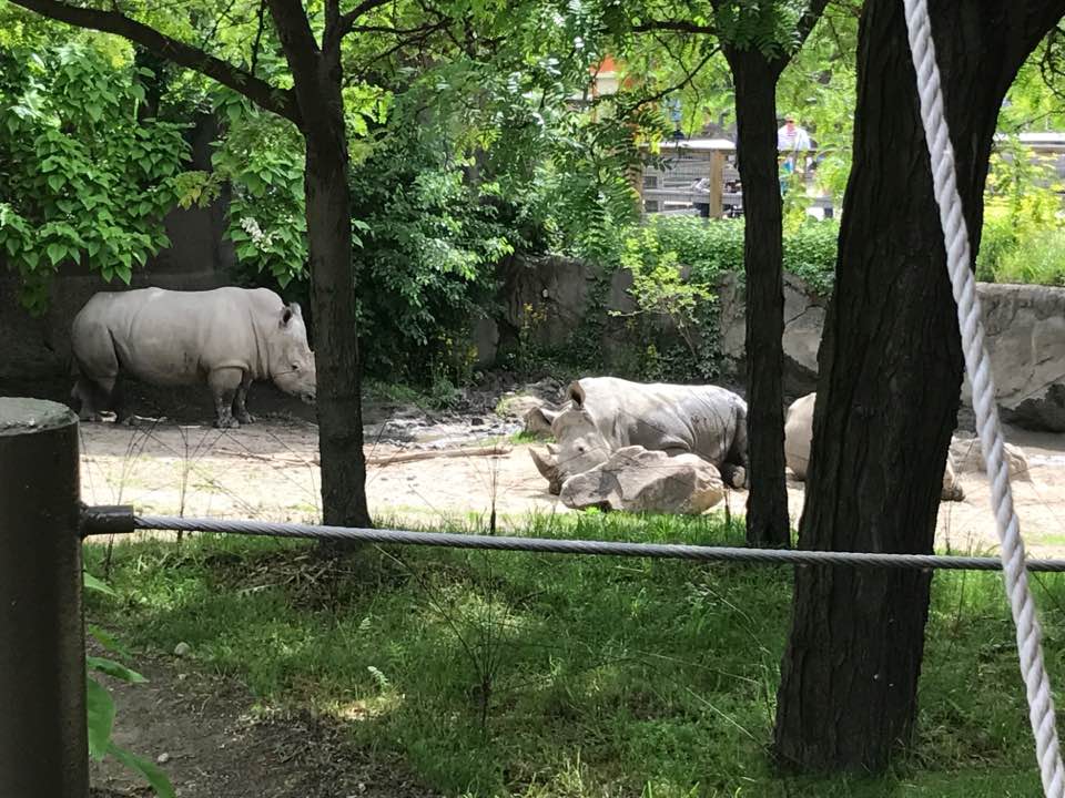 Plains- White Rhinoceros