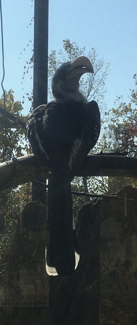 Plains - Yellow-billed Hornbill