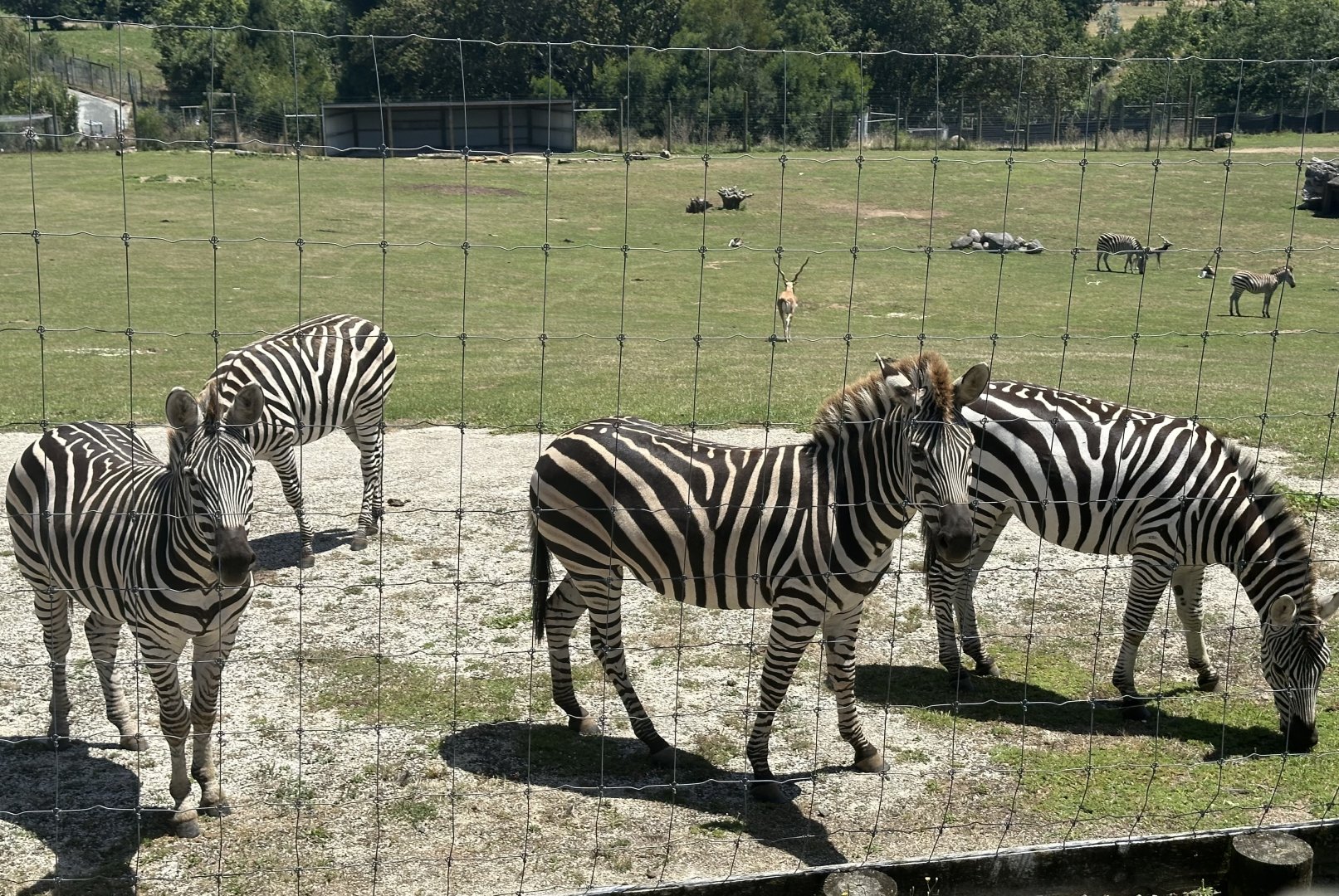 Plains zebra (1-3 year olds)