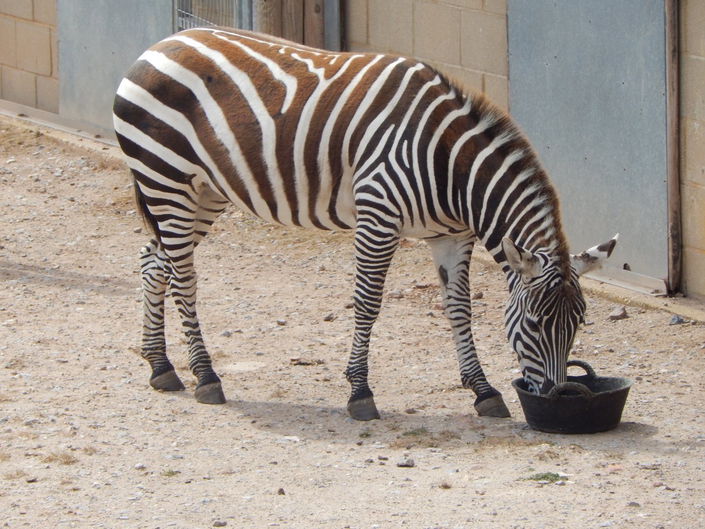 Plains zebra 150725