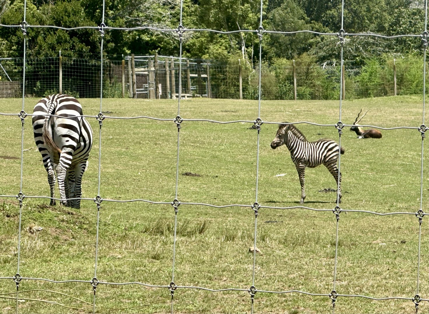 Plains zebra (16 day old foal)
