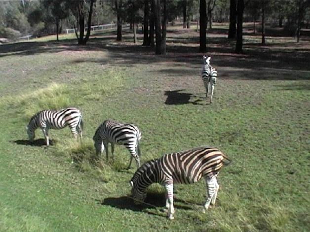 Plains Zebra (2004)