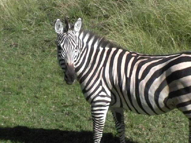 Plains Zebra (2004)