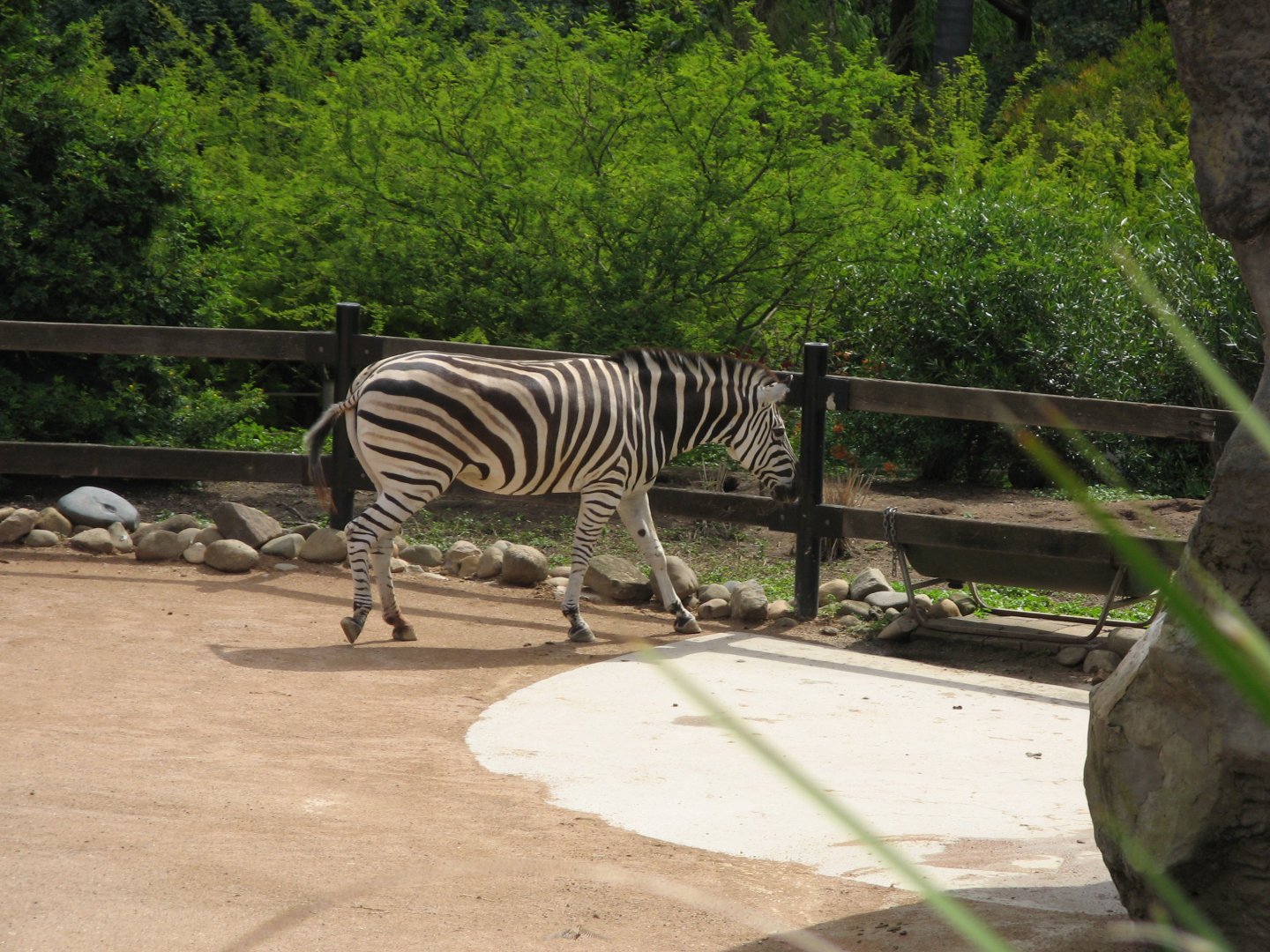Plains Zebra (2008)