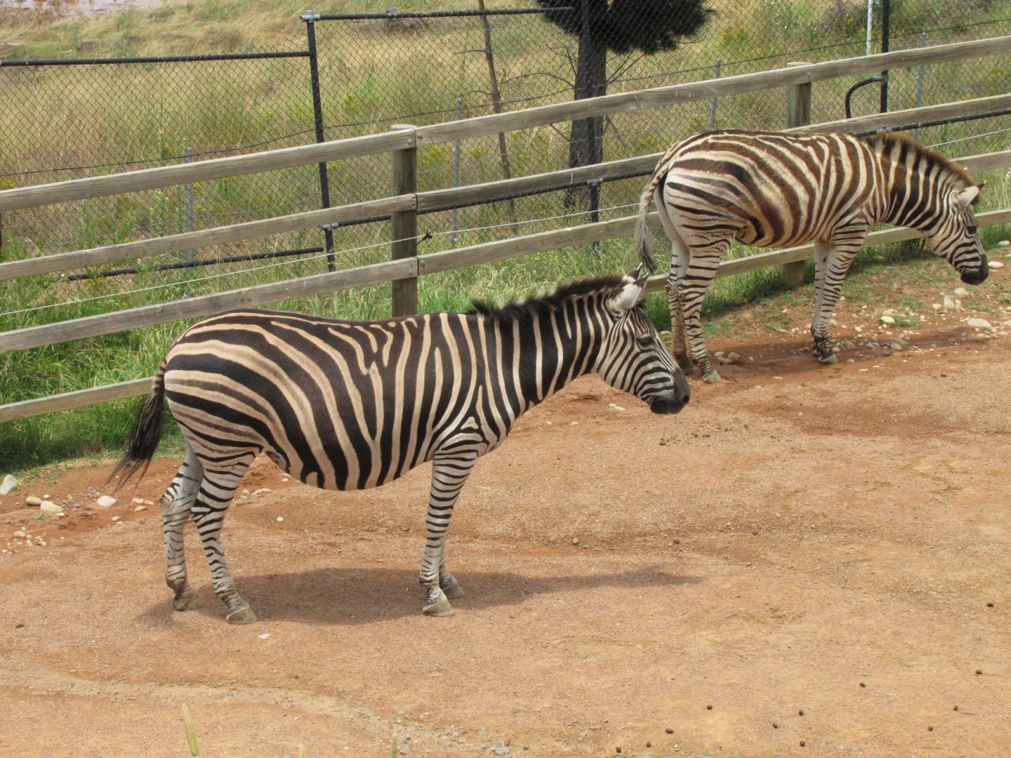 Plains Zebra (2011)