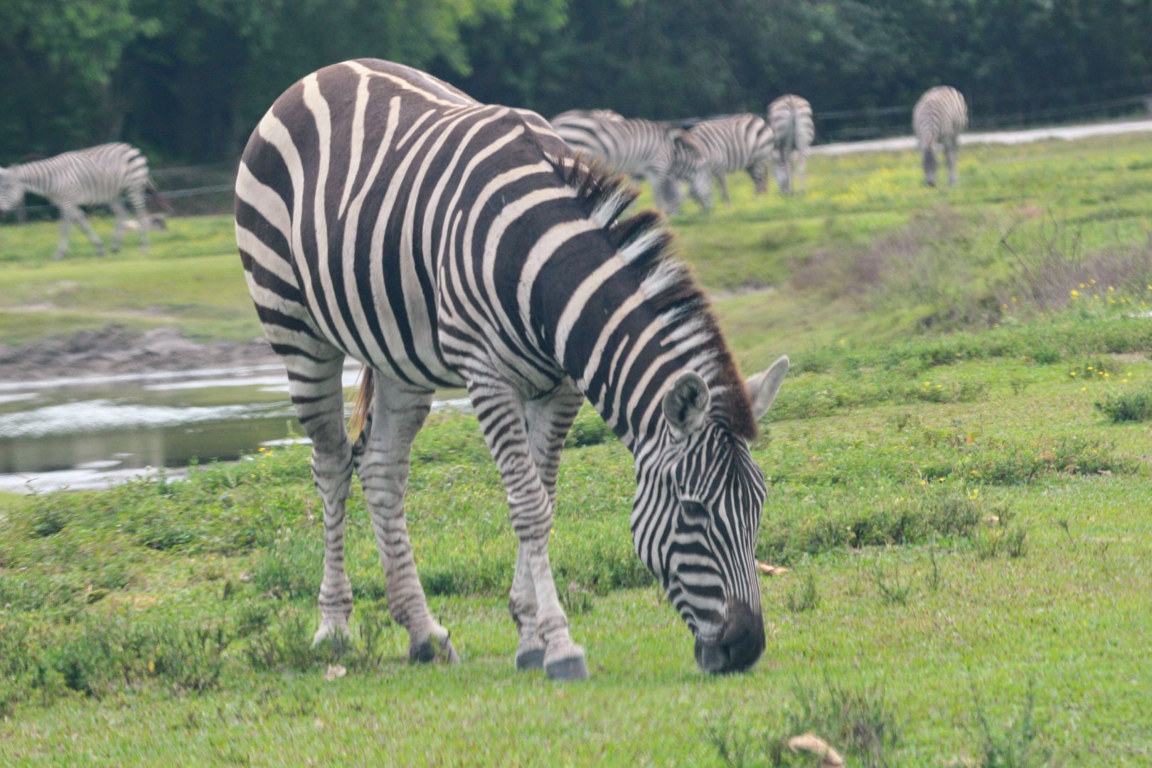 Plains Zebra (2016)