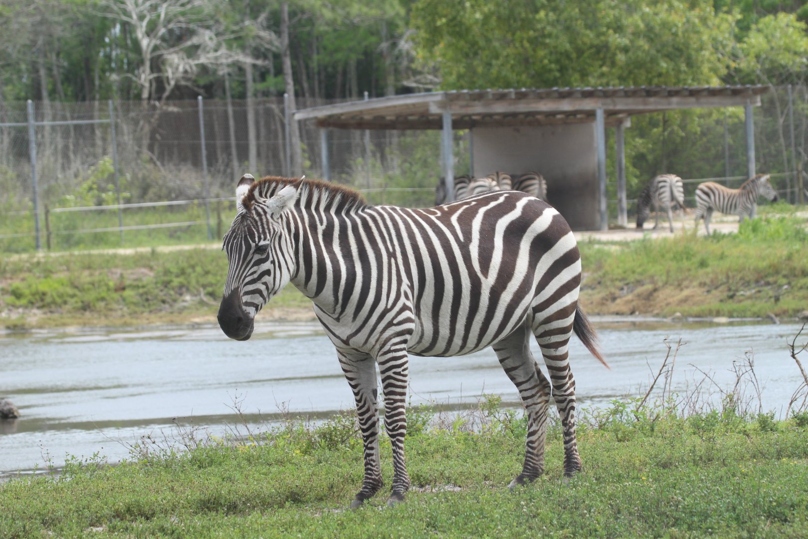 Plains Zebra (2016)