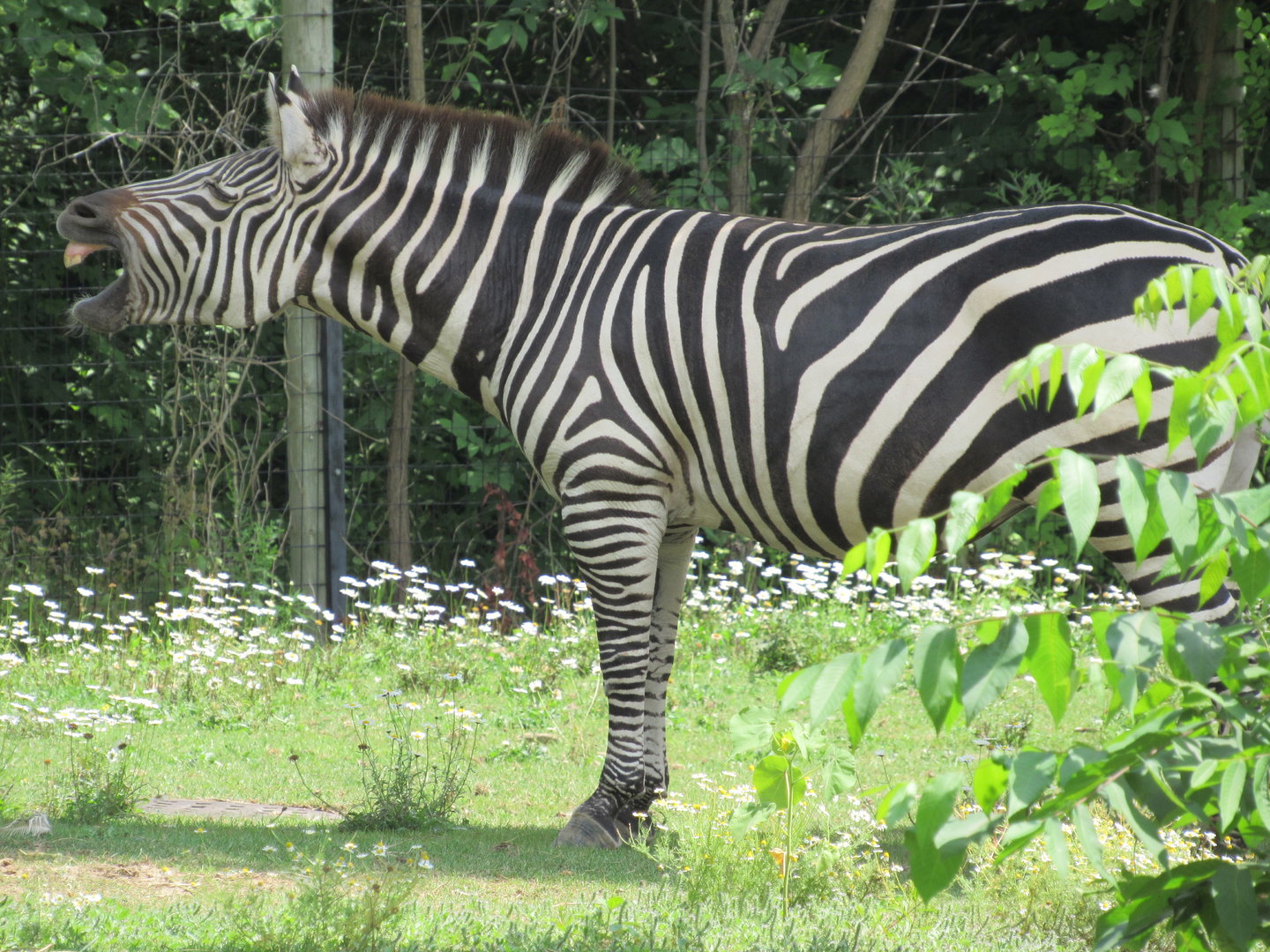 Plains Zebra, African Journey