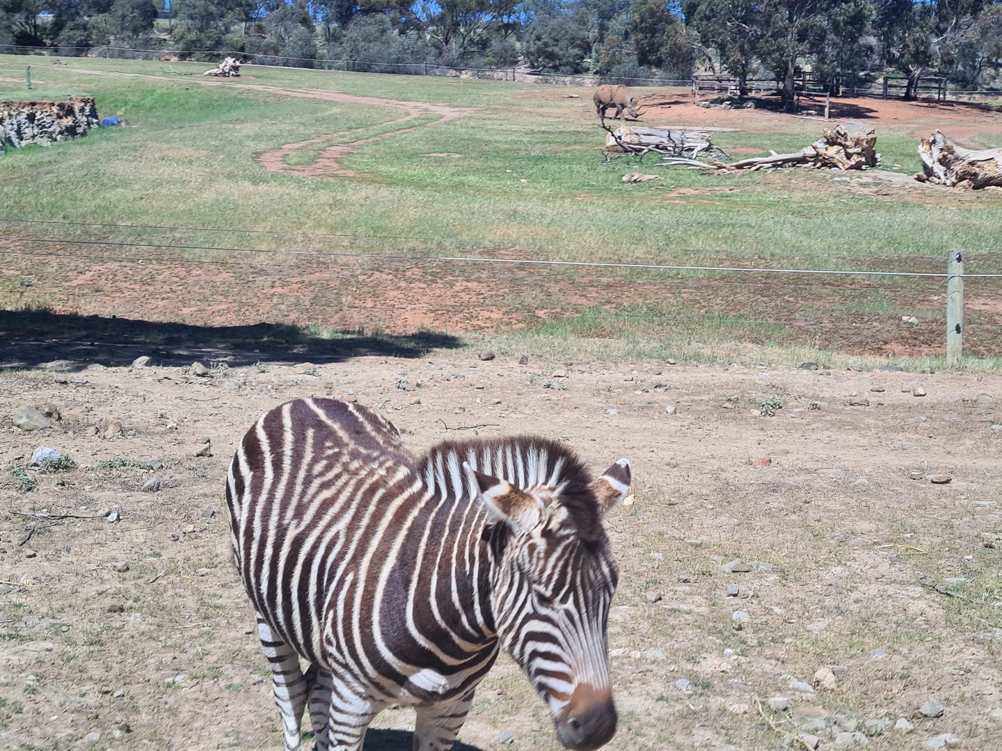 Plains Zebra and Black Rhinoceros