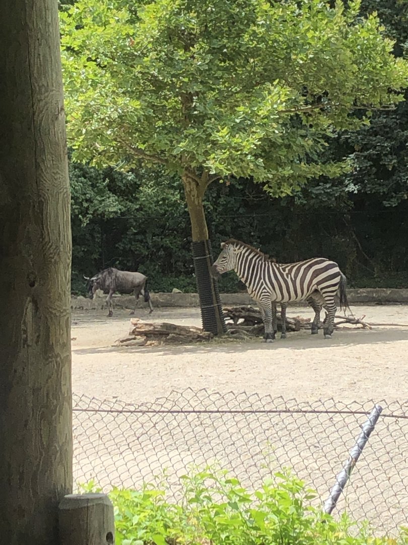 Plains Zebra and Blue Wildebeest - July, 2020