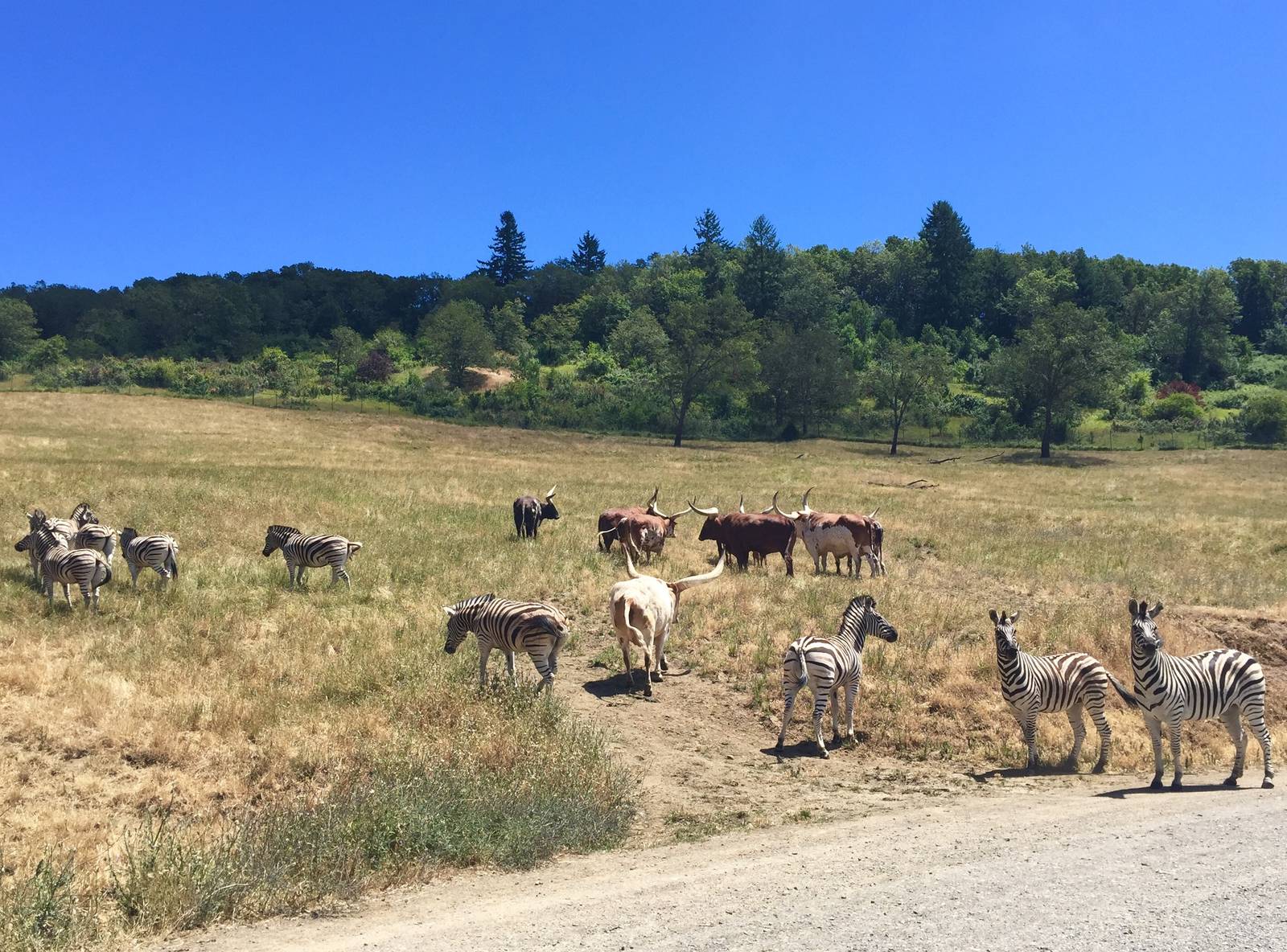 Plains Zebra and Cattle - Africa Section
