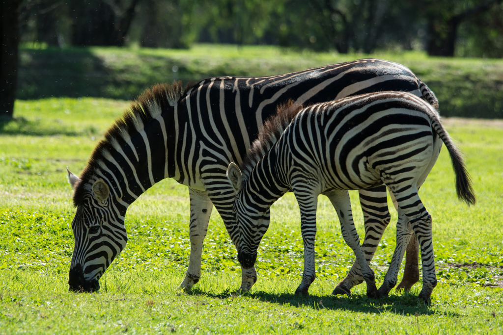 Plain's Zebra and foal - Western Plains Zoo visit - April 2014