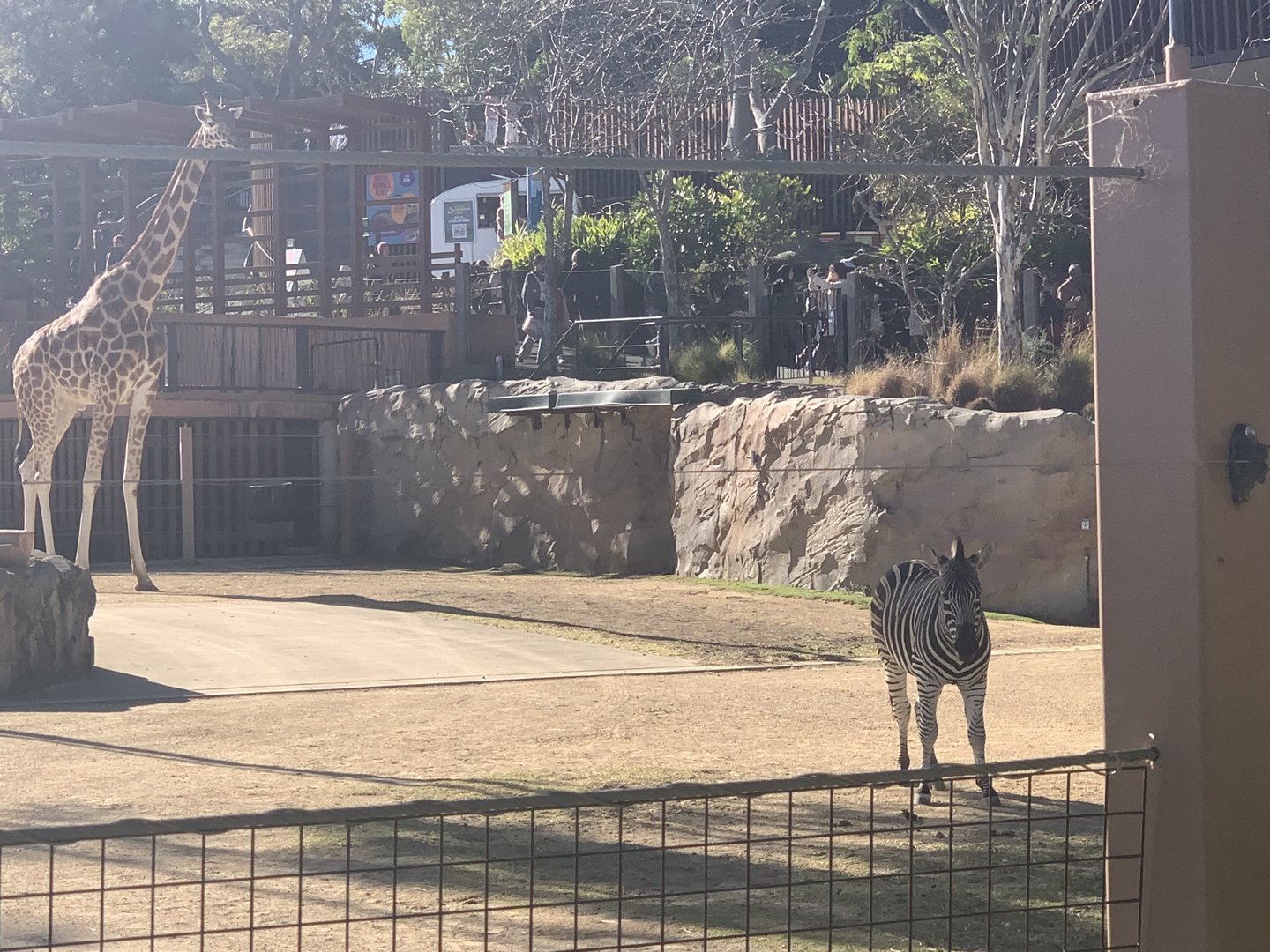 Plains Zebra and Giraffe