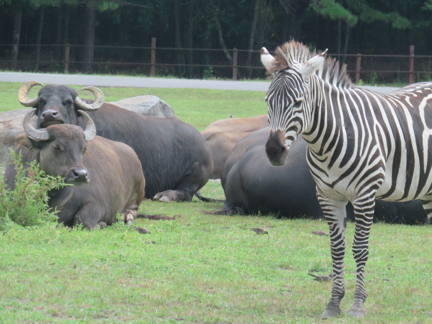 Plains zebra and water buffalo