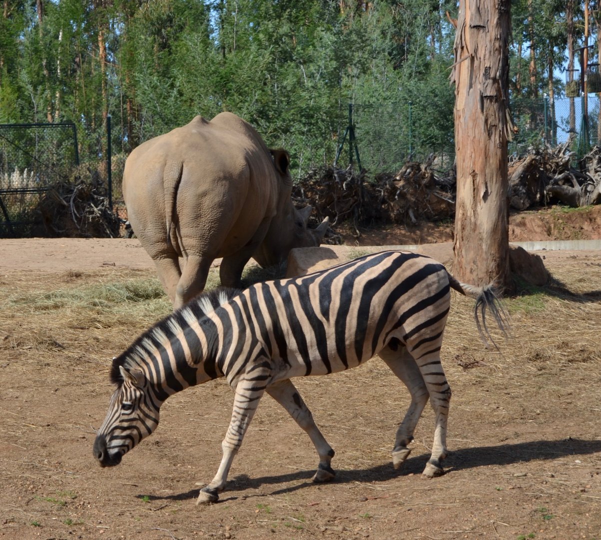 Plains Zebra and White Rhino at Zoo Santo Inácio