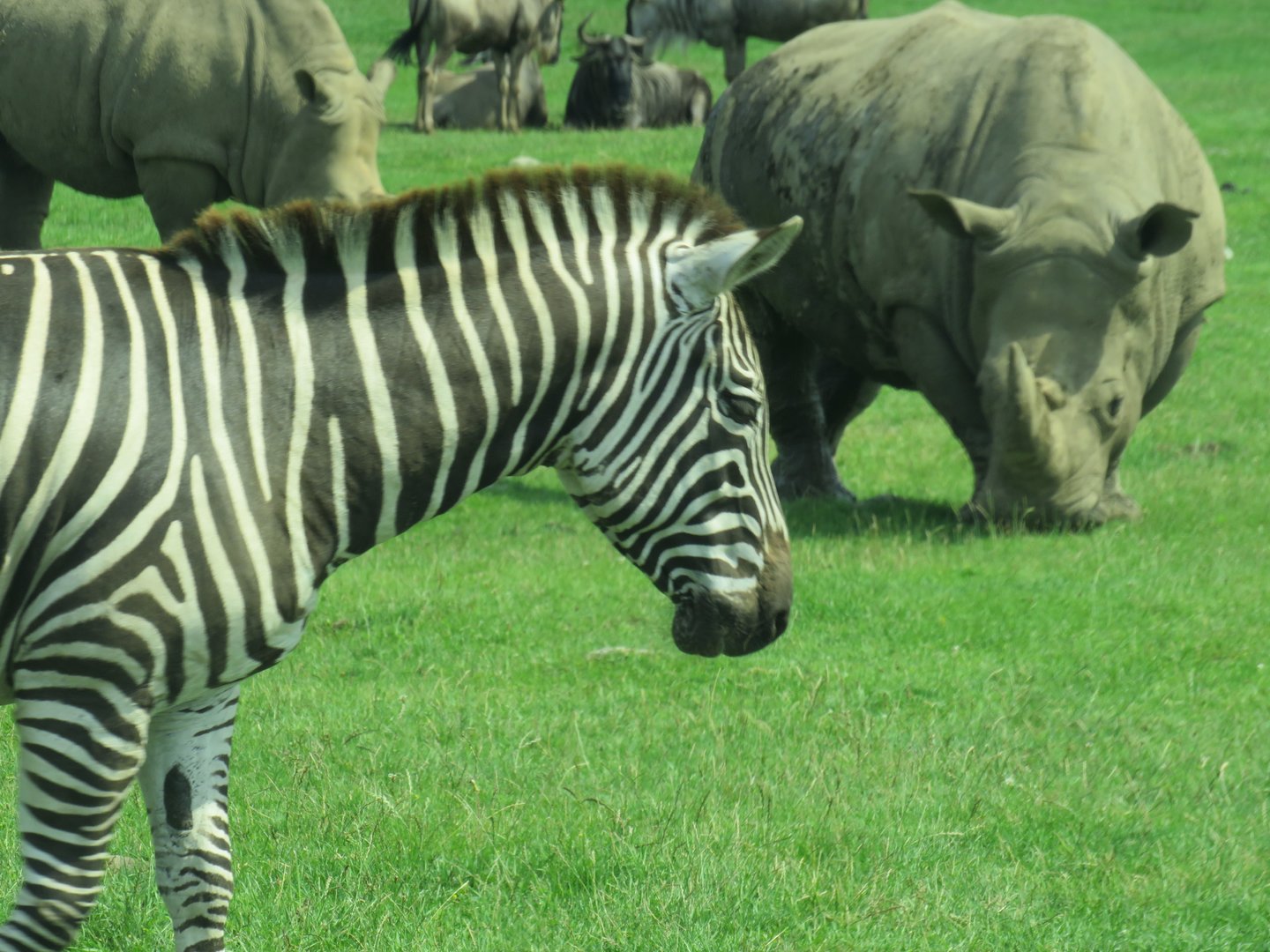Plains zebra and white rhinoceros