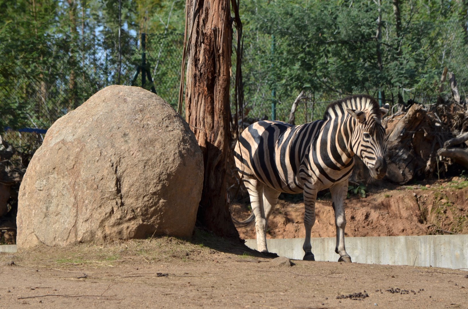 Plains Zebra at Zoo Santo Inácio