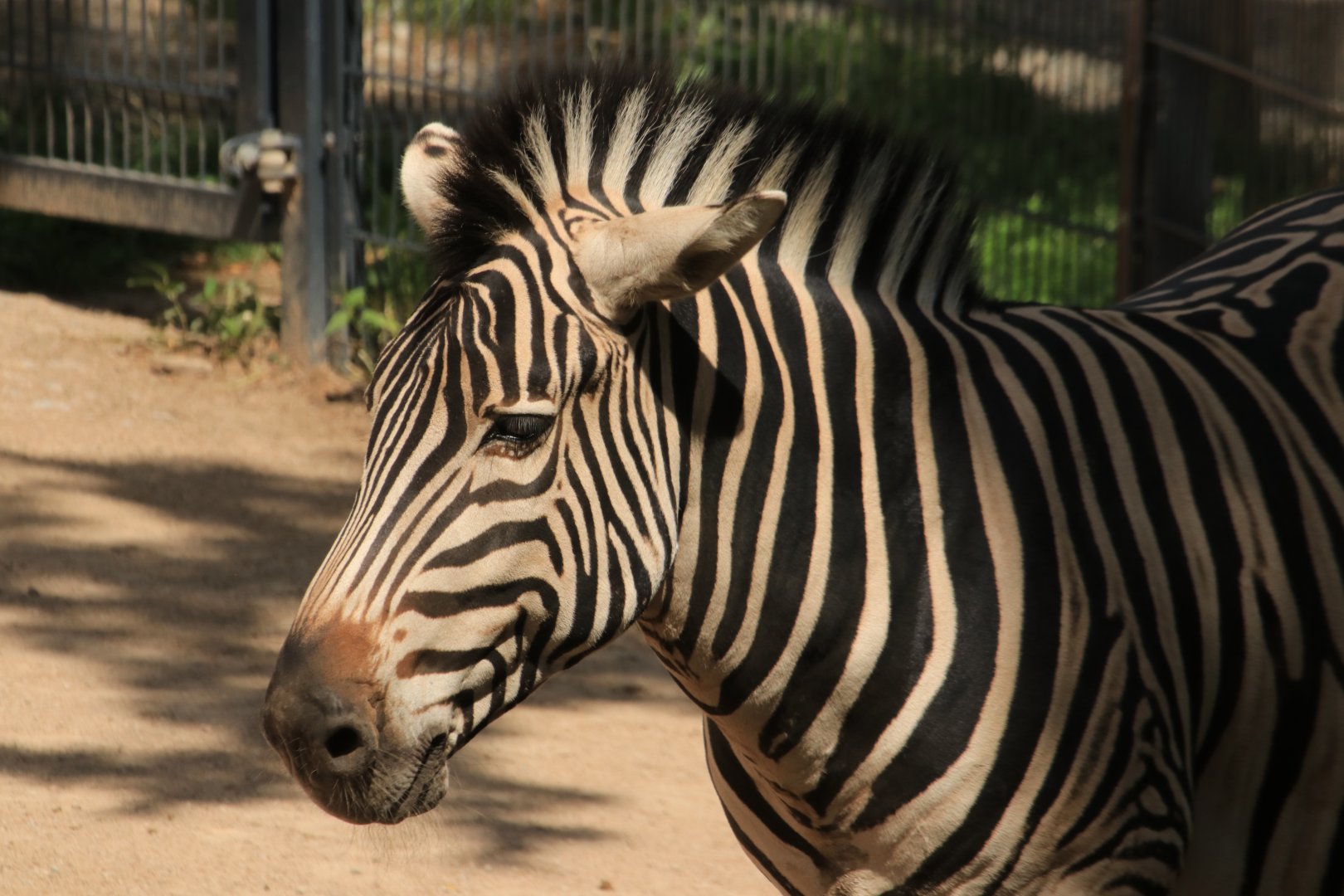 Plains Zebra (August 2019)