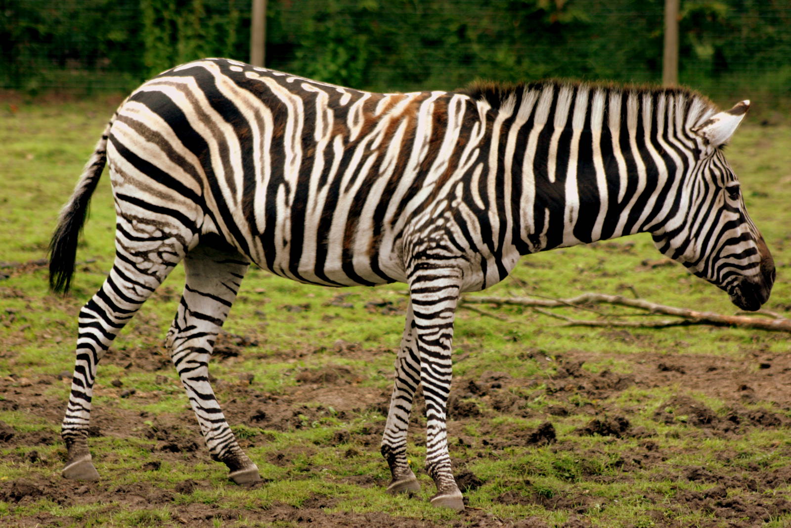 Plains zebra; Blackbrook; 31st July 2011