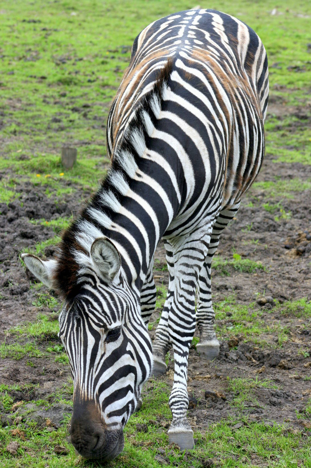 Plains zebra; Blackbrook; 31st July 2011